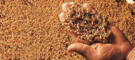 Grains Grains